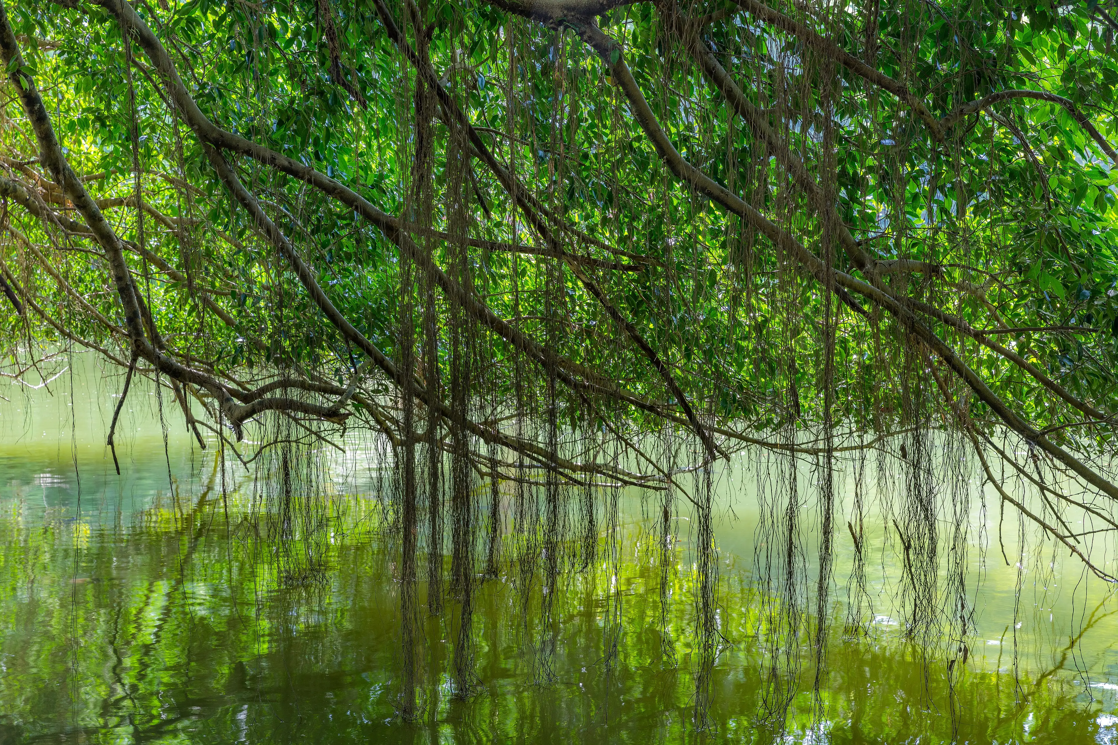 Aerial roots of a banyan tree hanging over green water at the Singapore Botanic Gardens.
